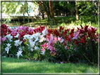 foto Giardini Trauttmansdorff - Boschi del Mondo